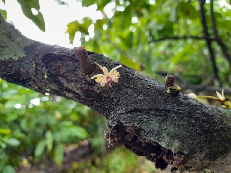 Inmersión en el Origen: Ruta del Cacao y Aprendizaje Genético en Pichari, VRAEM