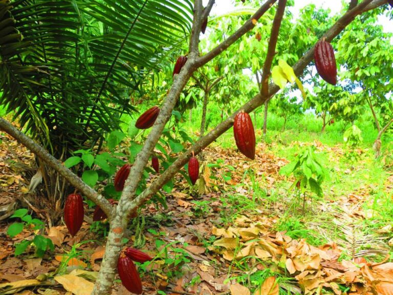 Viaje al Origen: Descubriendo el Alma del Cacao en la Selva de Iquitos (2011)